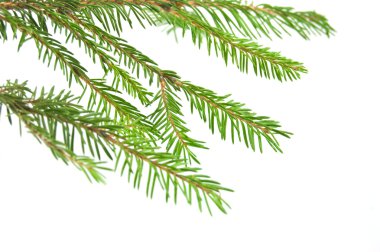 rama de árbol de pino aislada en blanco backgrond