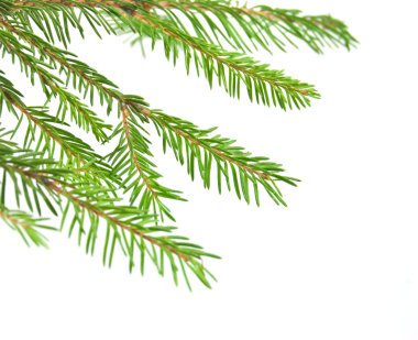 rama de árbol de pino aislada en blanco backgrond