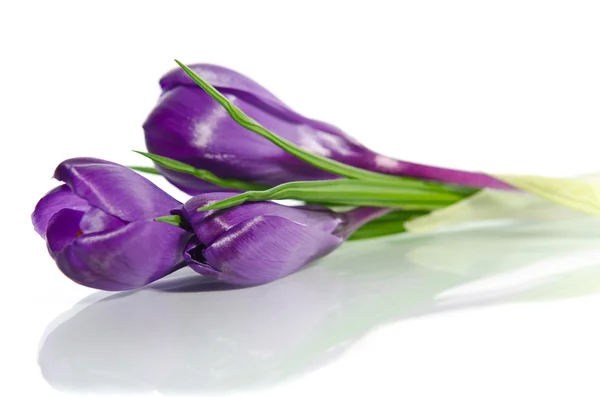 白で隔離される美しい紫のクロッカス — ストック写真