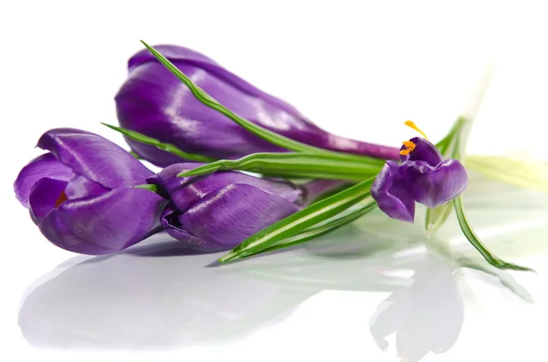 Prachtige Violette crocus geïsoleerd op wit — Stockfoto