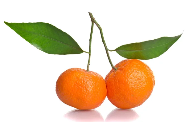 Tangerines on a branch with leaves — Stock Photo, Image