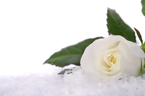 Rosas brancas na neve — Fotografia de Stock