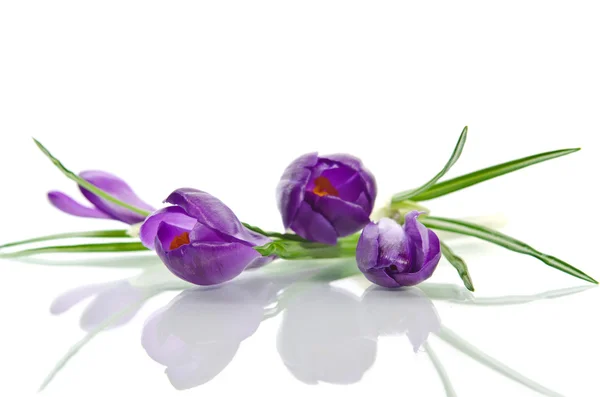 Prachtige Violette crocus geïsoleerd op wit — Stockfoto