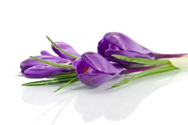 Prachtige Violette crocus geïsoleerd op wit — Stockfoto