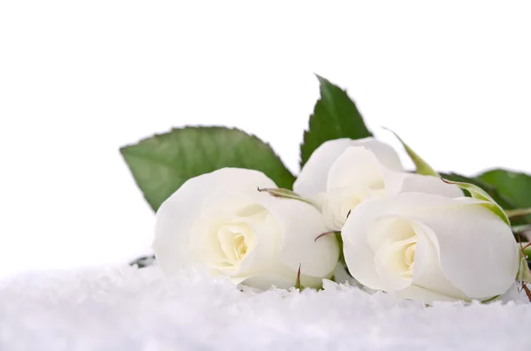 White roses in the snow — Stock Photo, Image