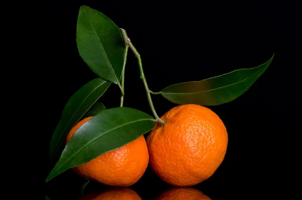 Tangerines on a branch with leaves — Stock Photo, Image