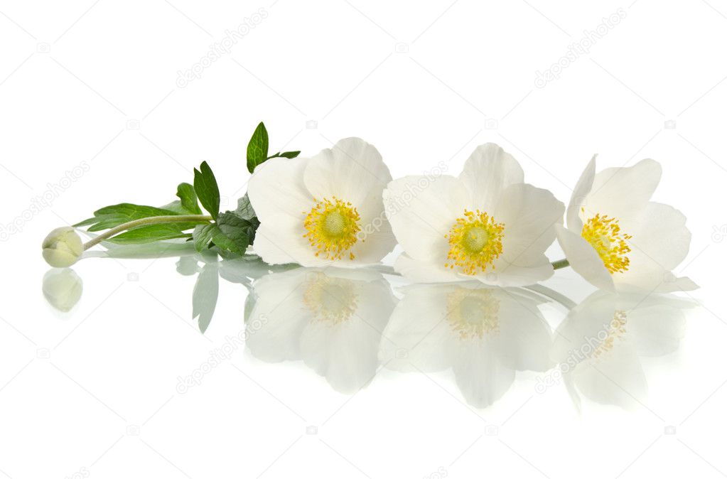 白で隔離される美しい白い花 ストック写真 C Soyka564