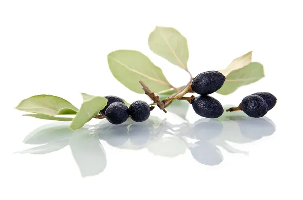 Bay leaves with fruits — Stock Photo, Image