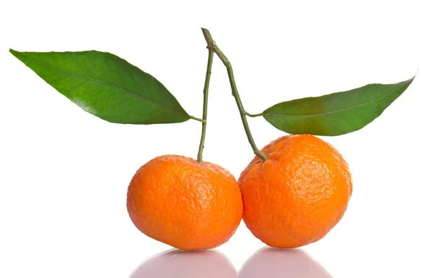 Tangerines on a branch with leaves — Stock Photo, Image