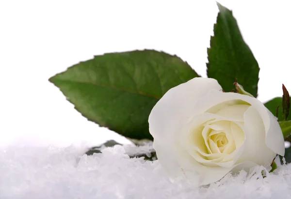 Rosas brancas na neve — Fotografia de Stock