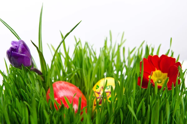Ovos de páscoa vermelha em grama verde com fundo branco — Fotografia de Stock