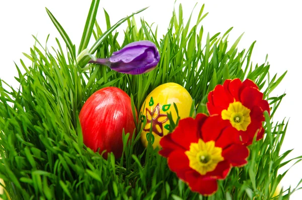 Huevos rojos de Pascua en hierba verde con fondo blanco —  Fotos de Stock