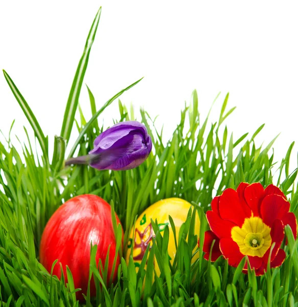 Uova di Pasqua rosse in erba verde con sfondo bianco — Foto Stock