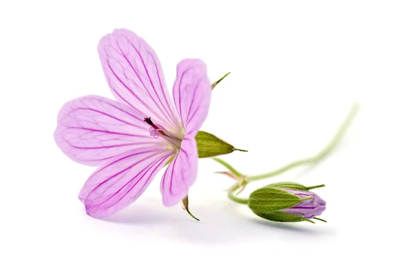 Belle fleur violette isolée sur blanc — Photo