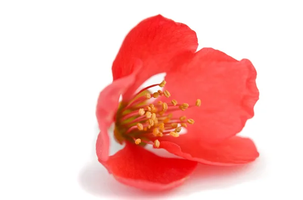 Hermosa flor roja — Foto de Stock