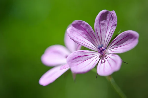 Mooie paarse bloem — Stockfoto