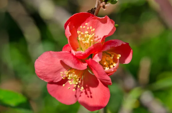 Beautiful red flower — Stock Photo, Image