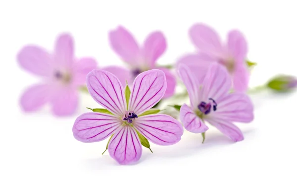 美丽的紫色花朵 — 图库照片