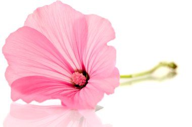 Pembe malva Silvestris. Mallows
