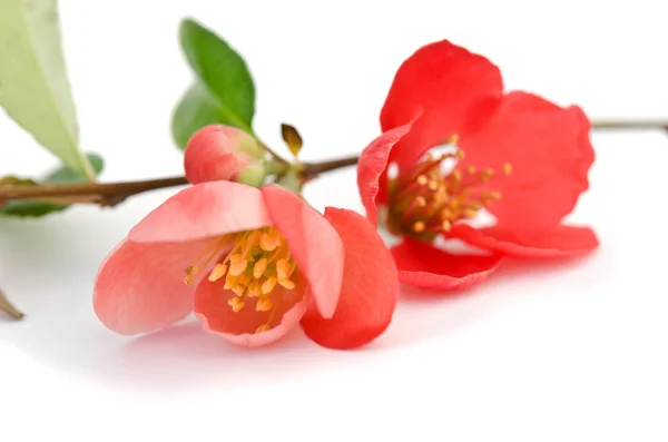 Hermosa flor roja — Foto de Stock