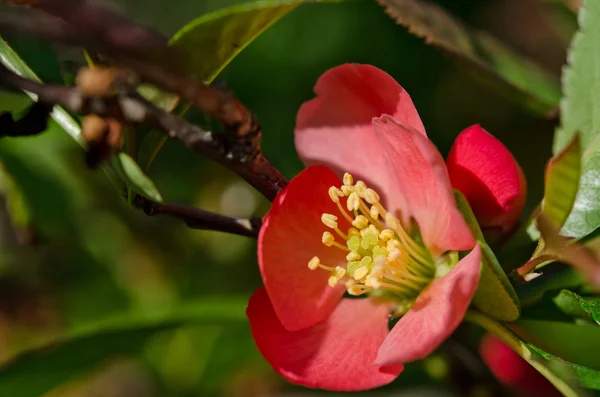 Beautiful red flower — Stock Photo, Image