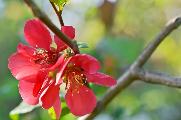 Vacker röd blomma — Stockfoto