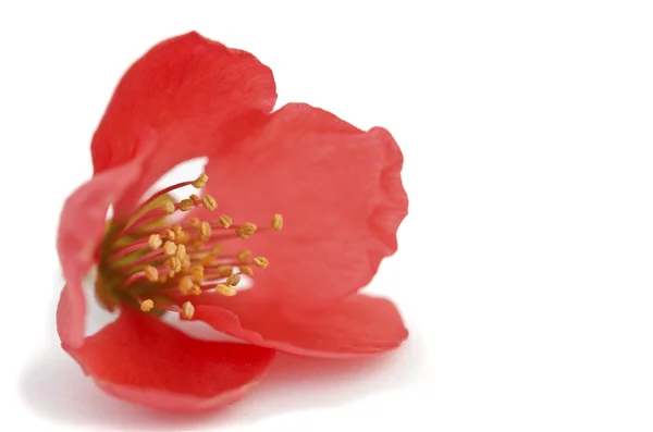 Beautiful red flower — Stock Photo, Image