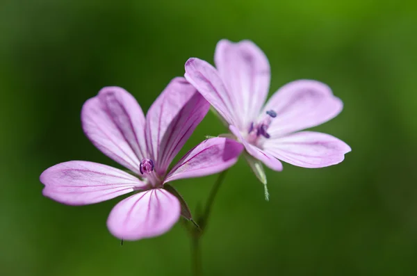 Mooie paarse bloem — Stockfoto
