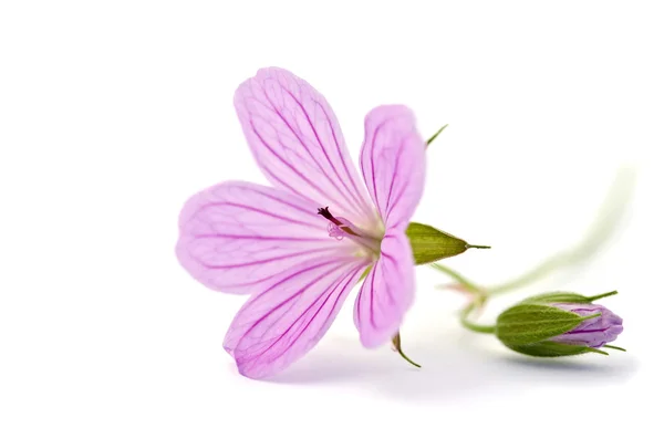 Bela flor roxa isolada no branco — Fotografia de Stock