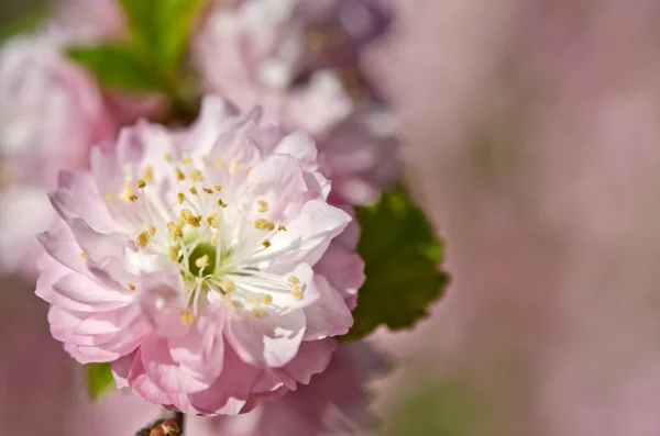 Beautiful pink flower — Stock Photo, Image