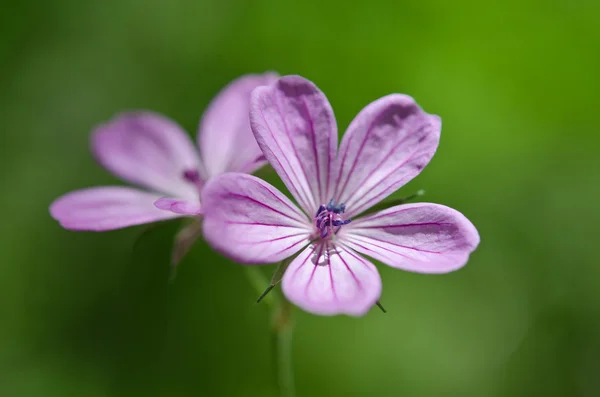 Mooie paarse bloem — Stockfoto