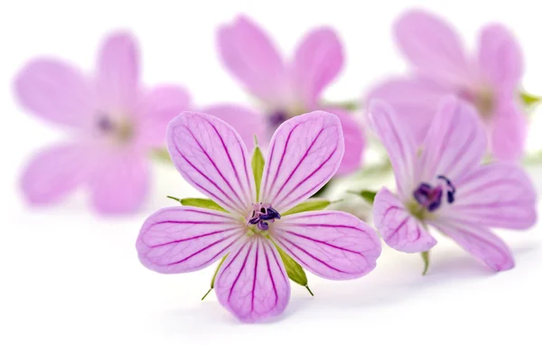 Güzel bir mor çiçek — Stok fotoğraf