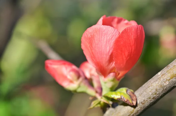 Beautiful red flower — Stock Photo, Image