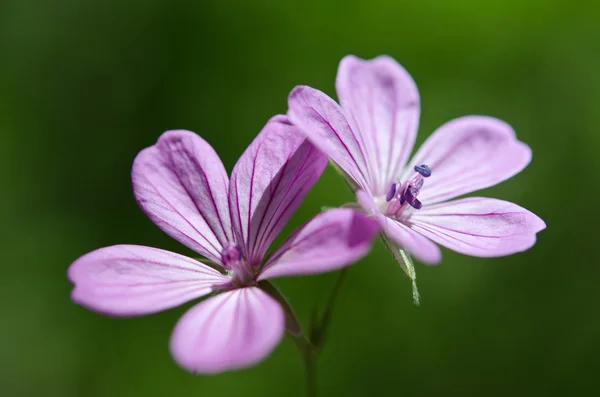 Mooie paarse bloem — Stockfoto