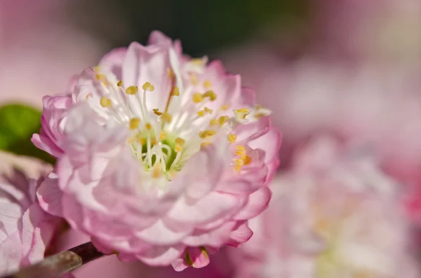 Gyönyörű rózsaszín virág — Stock Fotó