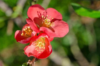 güzel bir kırmızı çiçek