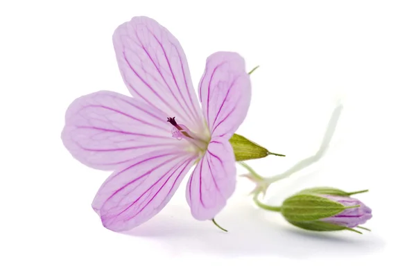 Belle fleur violette isolée sur blanc — Photo