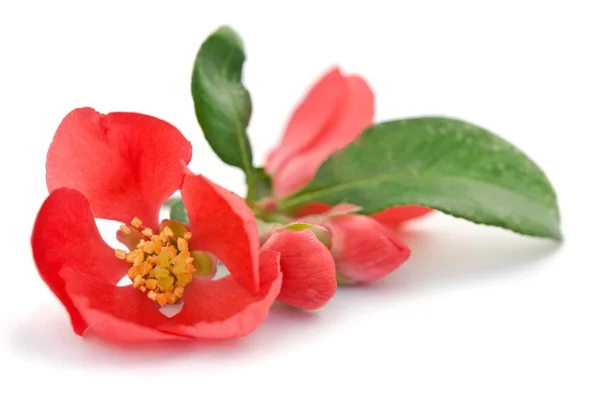 Hermosa flor roja — Foto de Stock