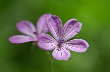 güzel bir mor çiçek