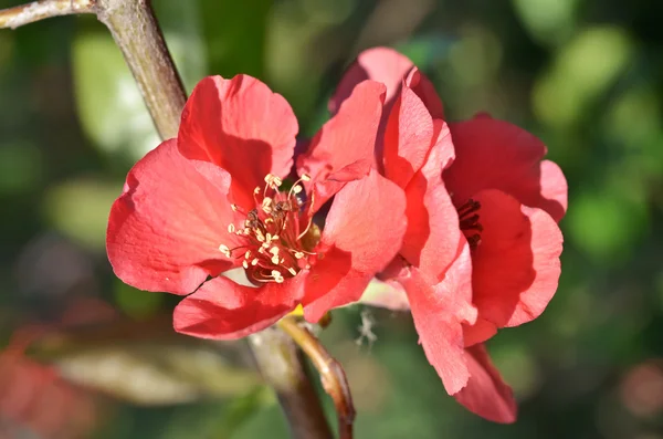 Szép piros virág — Stock Fotó