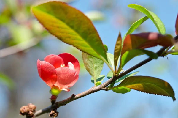 Beautiful red flower — Stock Photo, Image