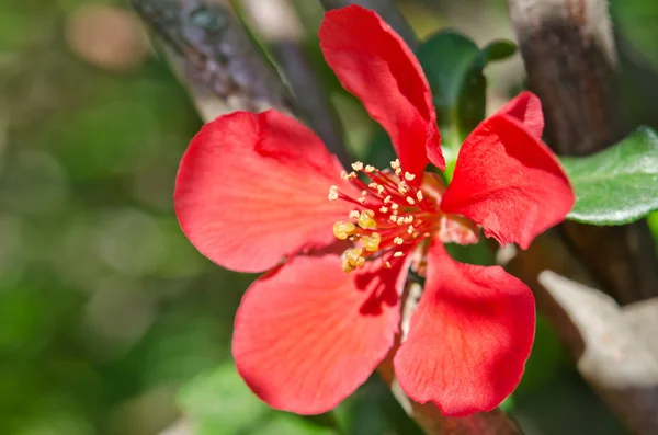 Vacker röd blomma — Stockfoto