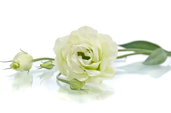 Eustoma flowers — Stock Photo, Image