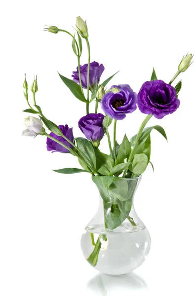 Eustoma flowers — Stock Photo, Image