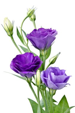 güzel eustoma çiçek