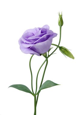 güzel eustoma çiçek