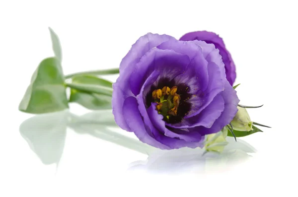 Eustoma kwiat — Zdjęcie stockowe