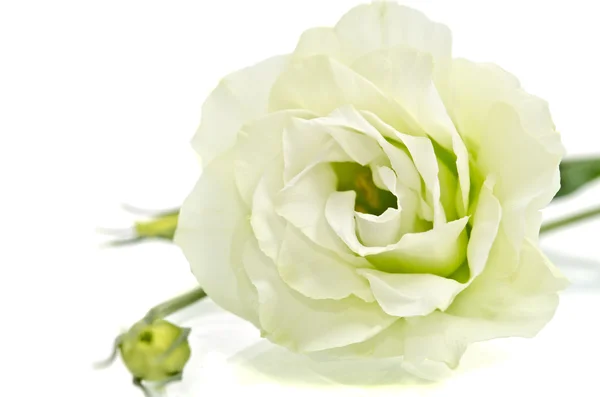 Flor Eustoma branco — Fotografia de Stock
