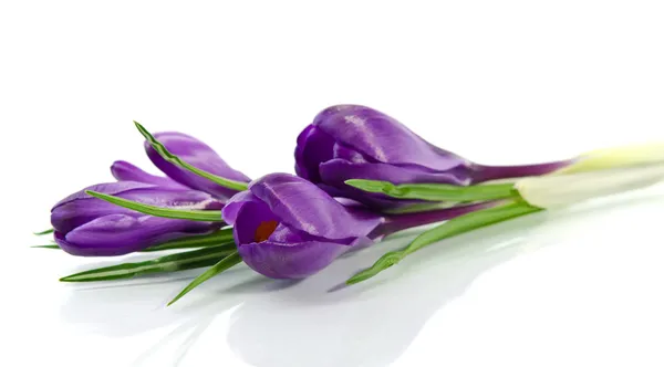 Prachtige Violette crocus geïsoleerd op wit — Stockfoto