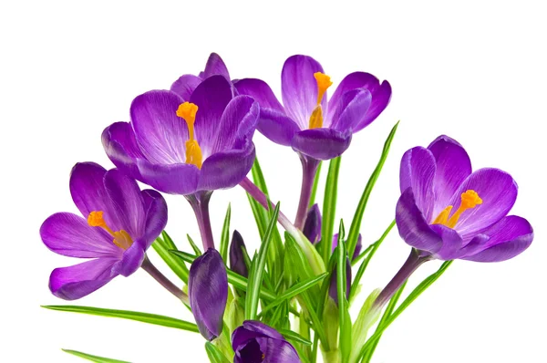 Bela crocus violeta isolado em branco — Fotografia de Stock